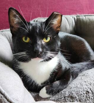 Scratch Post -  Domestic Short Hair Cat for Adoption in Stoughton, Wisconsin - Scratch Post | PetCurious
