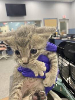 LARRY -  Domestic Short Hair Cat for Adoption in Palmetto, Florida - LARRY | PetCurious