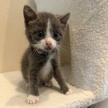 Domestic Short Hair Cats Available for Adoption in Missouri City, Texas - Harley | PetCurious