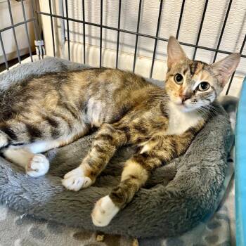 Meowcus Park -  Domestic Short Hair Cat for Adoption in Carencro, Louisiana - Meowcus Park | PetCurious
