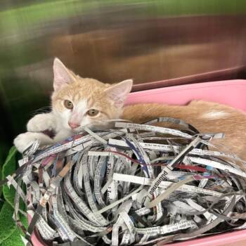 Mohan FKA Kano -  Domestic Short Hair Cat for Adoption in Philadelphia, Pennsylvania - Mohan FKA Kano | PetCurious