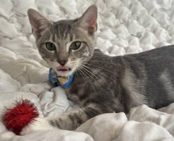Percy -  Domestic Short Hair Cat for Adoption in Villa Park, California - Percy | PetCurious
