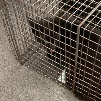 Inky -  Domestic Medium Hair Cat for Adoption in Montgomery, Alabama - Inky | PetCurious