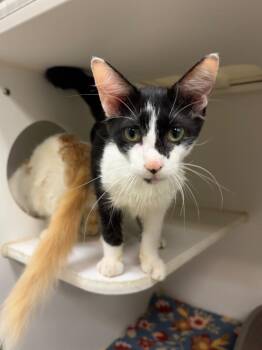 Mario (Harding) -  Domestic Medium Hair Cat for Adoption in Johnson City, Tennessee - Mario (Harding) | PetCurious