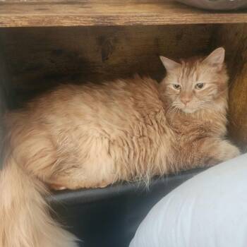 Garfield -  Domestic Short Hair Cat for Adoption in Reno, Nevada - Garfield | PetCurious