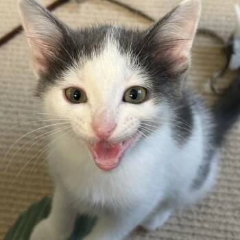 Seymour -  Domestic Short Hair Cat for Adoption in Portage, Michigan - Seymour | PetCurious