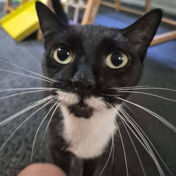 Aster -  Tuxedo Cat for Adoption in New Bedford, Massachusetts - Aster | PetCurious