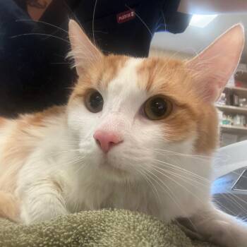 Acorn -  Domestic Short Hair Cat for Adoption in Flagstaff, Arizona - Acorn | PetCurious