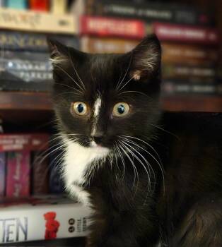 Rescue Domestic Short Hair Cats for Adoption in Syracuse, New York - Andromeda & Celeste | PetCurious