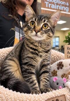 Spice girl -  Domestic Medium Hair Cat for Adoption in Rio Linda, California - Spice Girl | PetCurious