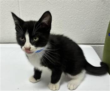 MARKO -  Domestic Short Hair Cat for Adoption - MARKO | PetCurious