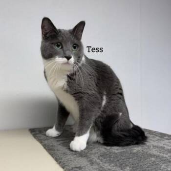 Tess (bonded with Tibbs) -  Domestic Short Hair Cat for Adoption in Janesville, Wisconsin - Tess (bonded With Tibbs) | PetCurious
