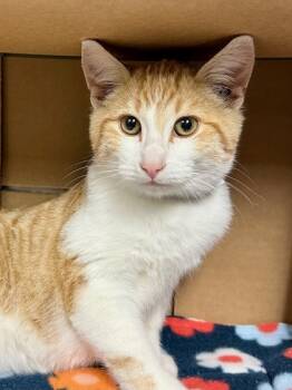 Rescue Domestic Short Hair Cats for Adoption in Yakima, Washington - Sweet Potato | PetCurious