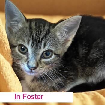 Raina -  Domestic Short Hair Cat for Adoption in Chapel Hill, North Carolina - Raina | PetCurious
