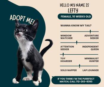 Rescue Domestic Short Hair Cats for Adoption in Denison, Iowa - Lefty | PetCurious