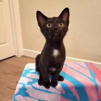 Leah -  Domestic Short Hair Cat for Adoption in Houston, Texas - Leah | PetCurious