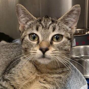 Asami -  Domestic Short Hair Cat for Adoption in Waynesboro, Pennsylvania - Asami | PetCurious