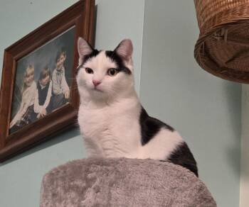 Domestic Short Hair Cats Available for Adoption in Mayfield, New York - Hazel And Lucky | PetCurious