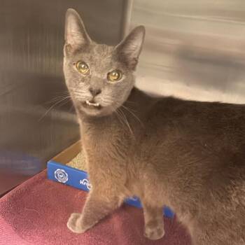 Brie -  Domestic Short Hair Cat for Adoption in Indianapolis, Indiana - Brie | PetCurious
