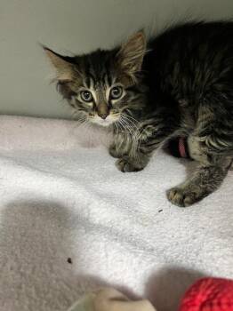 Domestic Long Hair Cats Available for Adoption in Dayton, Minnesota - Nesta | PetCurious