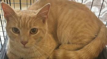 HOBBS -  Domestic Short Hair Cat for Adoption in Elizabethton, Tennessee - HOBBS | PetCurious