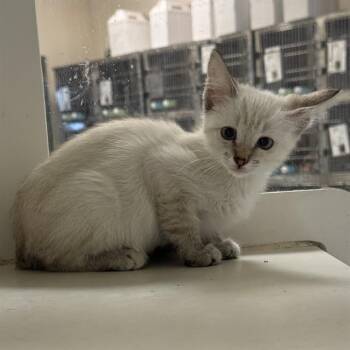 SKYE -  Domestic Short Hair Cat for Adoption in Riverside, California - SKYE | PetCurious