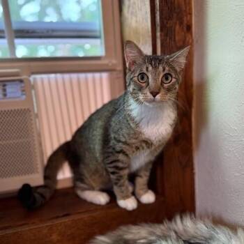 Tabby and Domestic Short Hair Cats Available for Adoption in Friendswood, Texas - Milo Sunny Paws | PetCurious