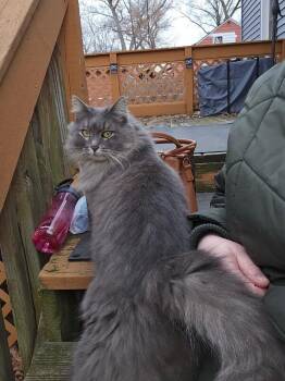 Domestic Long Hair Cats Available for Adoption - Lottie | PetCurious