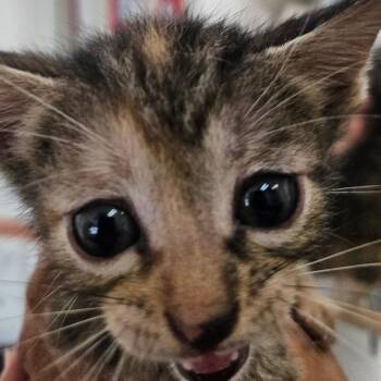 Maiden -  Domestic Short Hair Cat for Adoption in Corpus Christi, Texas - Maiden | PetCurious