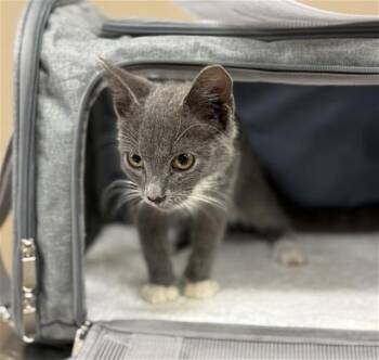 HIPPO -  Domestic Short Hair Cat for Adoption in Conroe, Texas - HIPPO | PetCurious