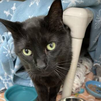 Axel -  Domestic Short Hair Cat for Adoption in Enfield, New Hampshire - Axel | PetCurious