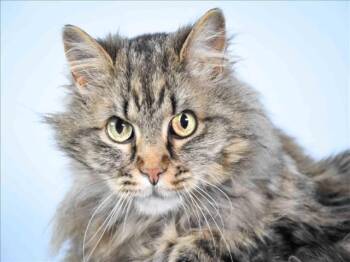HATTIE -  Domestic Long Hair Cat for Adoption in Loveland, Colorado - HATTIE | PetCurious