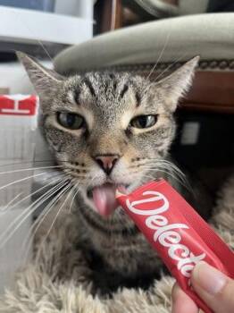 Russell -  Domestic Short Hair Cat for Adoption in Largo, Florida - Russell | PetCurious