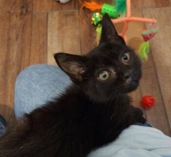 BLUEBERRY -  Domestic Short Hair Cat for Adoption in Colorado Springs, Colorado - BLUEBERRY | PetCurious