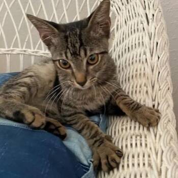 Zorro -  Domestic Short Hair Cat for Adoption in Jupiter, Florida - Zorro | PetCurious