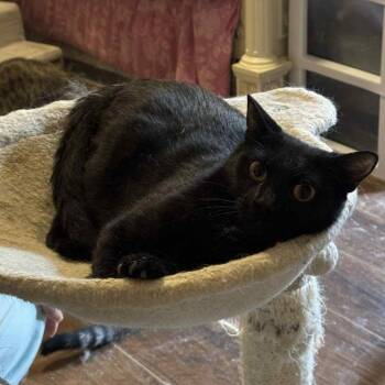 Mama -  Domestic Short Hair Cat for Adoption in Warr Acres, Oklahoma - Mama | PetCurious