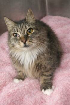 Domestic Long Hair Cats Available for Adoption - Zelda | PetCurious