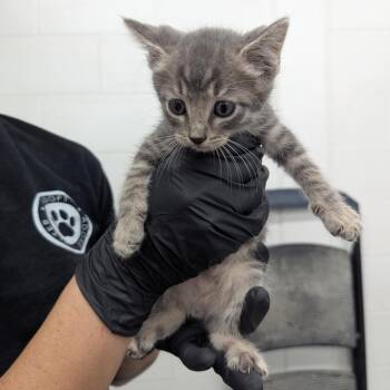 Dart Frog -  Domestic Short Hair Cat for Adoption in Evansville, Indiana - Dart Frog | PetCurious