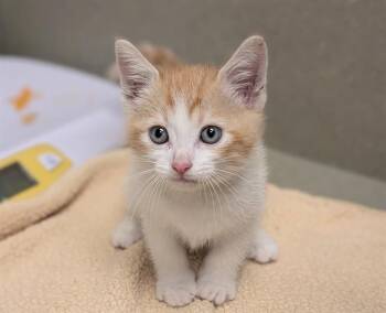 Domestic Short Hair Cats Available for Adoption in Moreno Valley, California - A551145 | PetCurious
