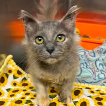 Skittles -  Domestic Long Hair and Domestic Short Hair Cat for Adoption in Mooresville, North Carolina - Skittles | PetCurious