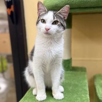 Rescue Domestic Short Hair Cats for Adoption in Lakewood, California - Taylor | PetCurious