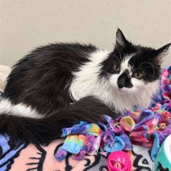Bella -  Domestic Short Hair Cat for Adoption in Hawthorne, California - Bella | PetCurious