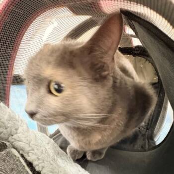 Heidi -  Domestic Short Hair Cat Available for Adoption in Philadelphia, Pennsylvania - Heidi | PetCurious