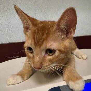 Sunny -  Domestic Short Hair Cat for Adoption in Desert Hot Springs, California - Sunny | PetCurious