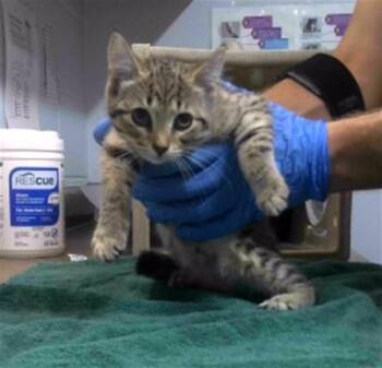 PERISCOPE -  Domestic Medium Hair and Domestic Short Hair Cat for Adoption in Tallahassee, Florida - PERISCOPE | PetCurious