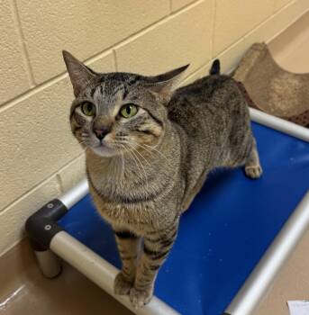 Rescue Domestic Short Hair Cats for Adoption in Schertz, Texas - Leopold | PetCurious