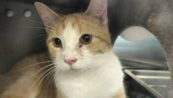 COCKATOO -  Domestic Short Hair Cat for Adoption in Colorado Springs, Colorado - COCKATOO | PetCurious