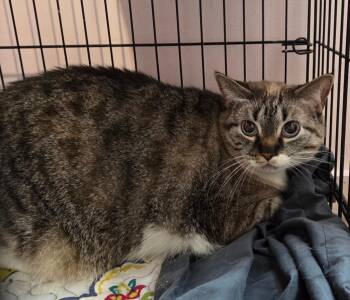 Siamese Cats Available for Adoption in Rutherfordton, North Carolina - Khloe | PetCurious