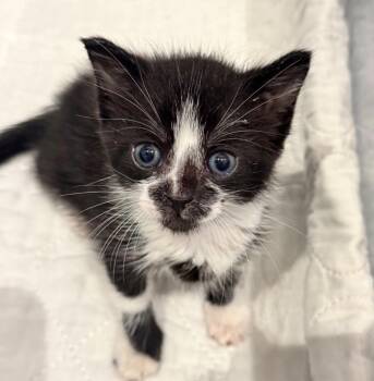 Zuzu -  Domestic Short Hair Cat for Adoption in New York, New York - Zuzu | PetCurious