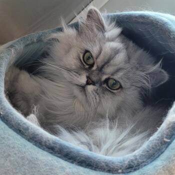 Persian Cats Available for Adoption in Barnstable, Massachusetts - MAX | PetCurious